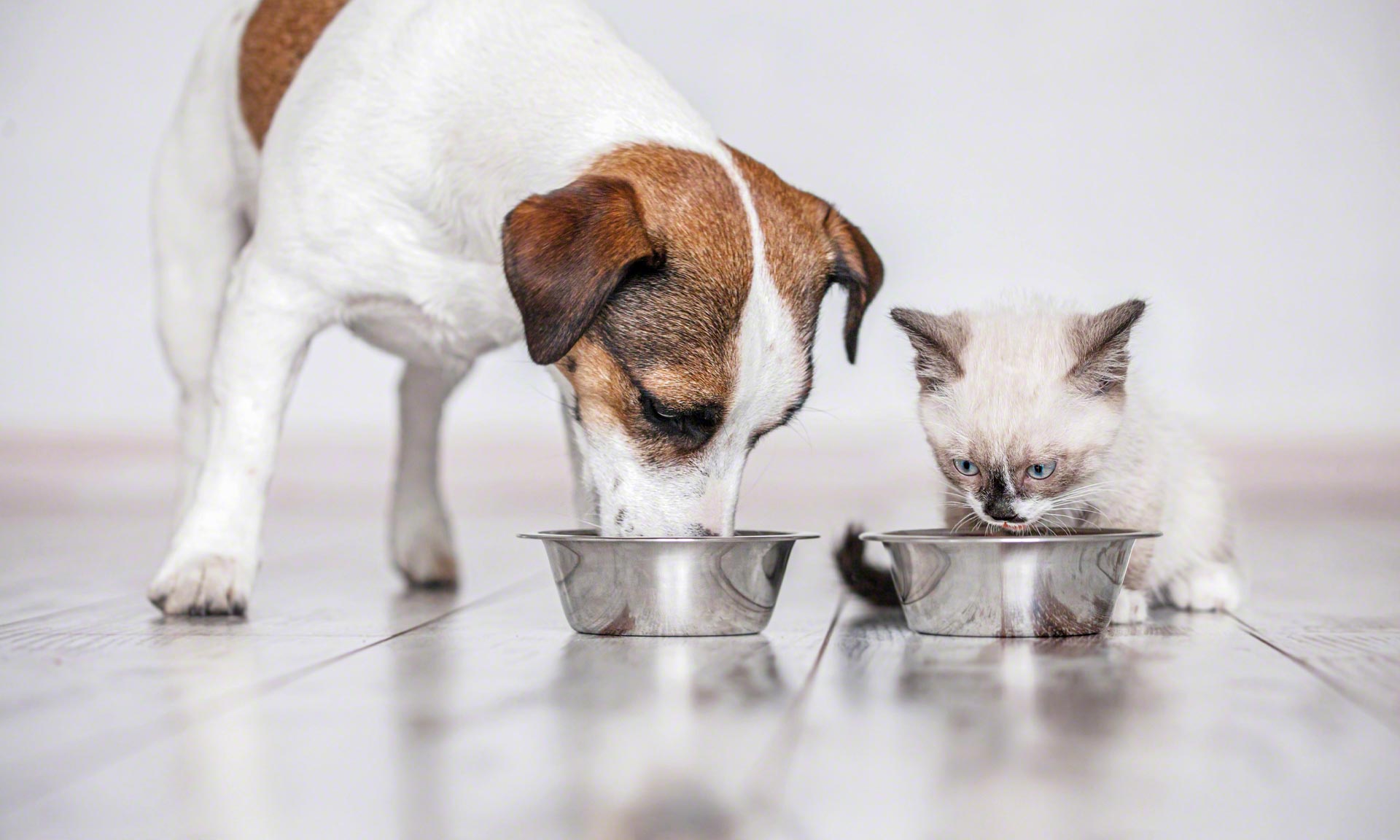 Vitakraft Italia renueva su almacén de alimentos para mascotas Vitakraft Italia renueva su almacén de alimentos para mascotas